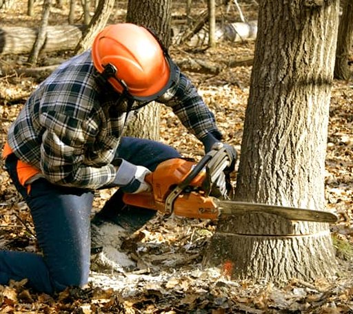 Tree Removal in Vaiden, MS